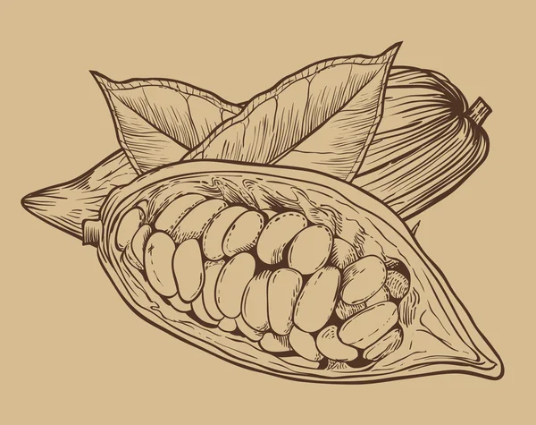 Vecteur de cacao isolé sur fond vintage — Image vectorielle