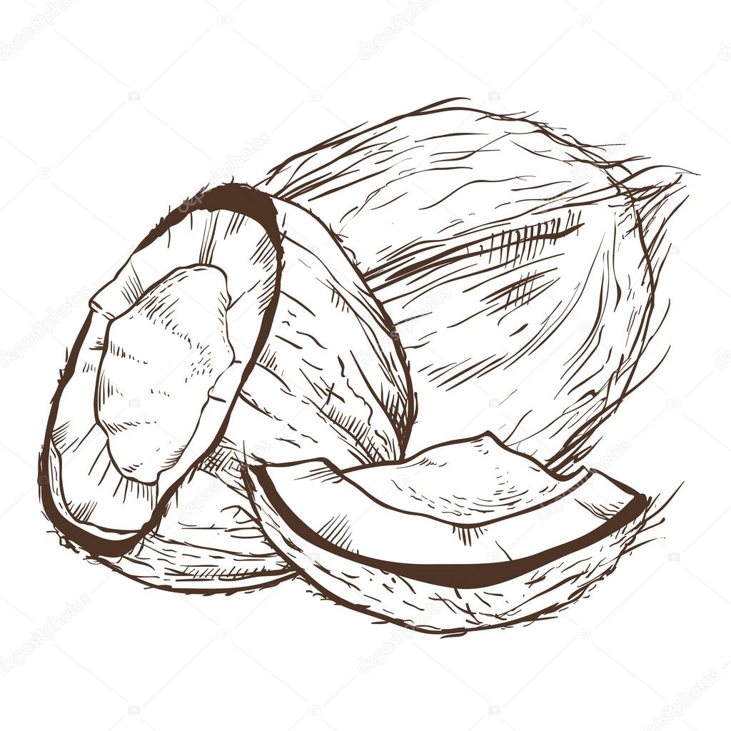 Coconut vector isolated on white background. Engraved vector illustration of coconut. Coconut in vintage style.