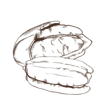 Beyaz arka plan üzerinde izole cevizli vektör