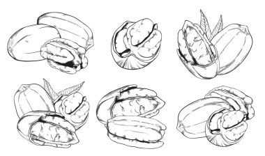 Bit eşlem cevizli beyaz arka plan üzerinde. İzole fındık.