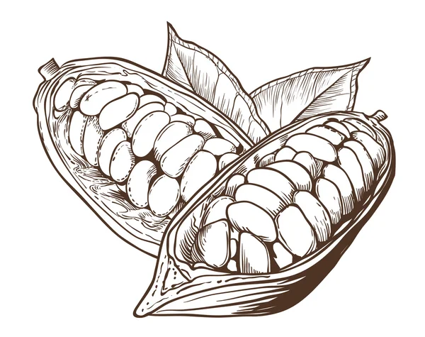 Mapa de bits de cacao aislado sobre fondo blanco —  Fotos de Stock