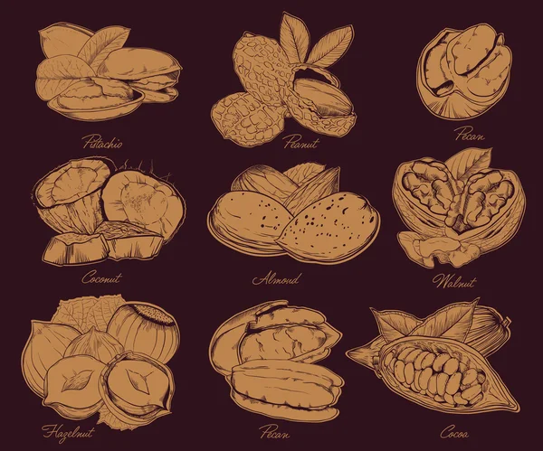 Eingravierte Nüsse isoliert. Set gemischter Nüsse. — Stockfoto