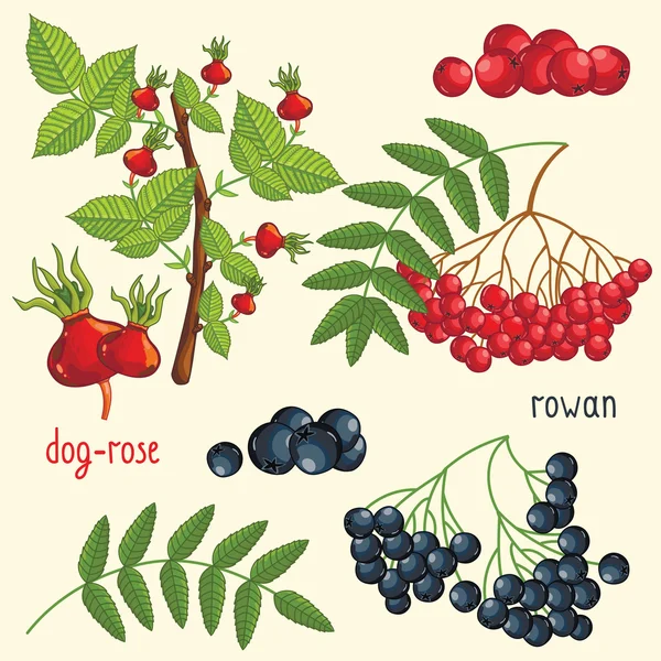 Изолированная смесь свежих фруктов, векторная иллюстрация — стоковый вектор