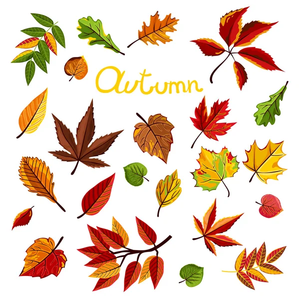 秋天的树叶矢量图 — 图库矢量图片