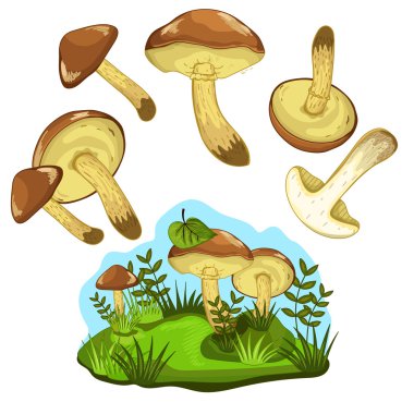 Greasers mantar izole, vektör illüstrasyon