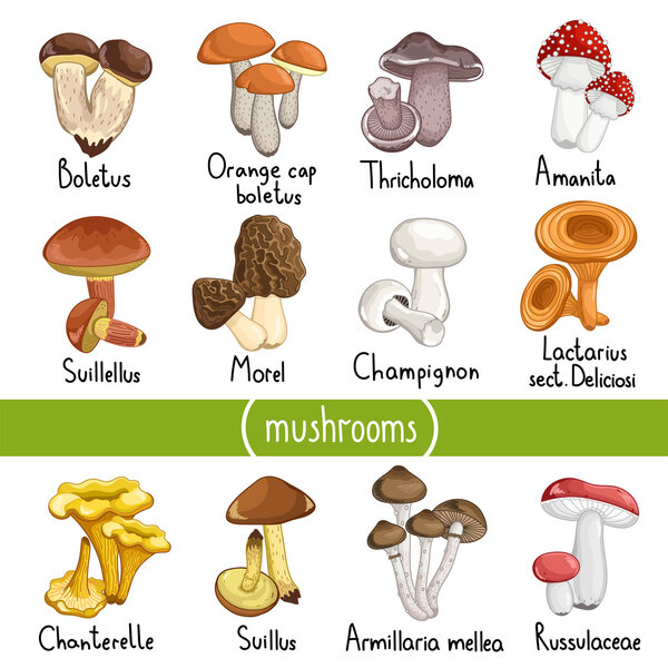 Different types of mushrooms vector illustration