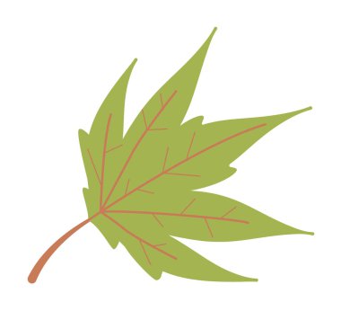 Akçaağaç yaprağı sonbahar sembolü beyaza izole edilmiş