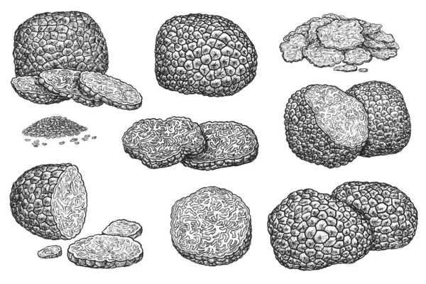 Set disegno tartufo disegnato a mano isolato su bianco — Vettoriale Stock