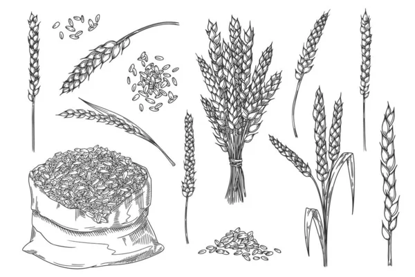 Esquisse de blé isolé sur fond blanc — Image vectorielle