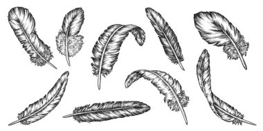 Tüylü taslak seti. İzole edilmiş klasik kuş tüyü.