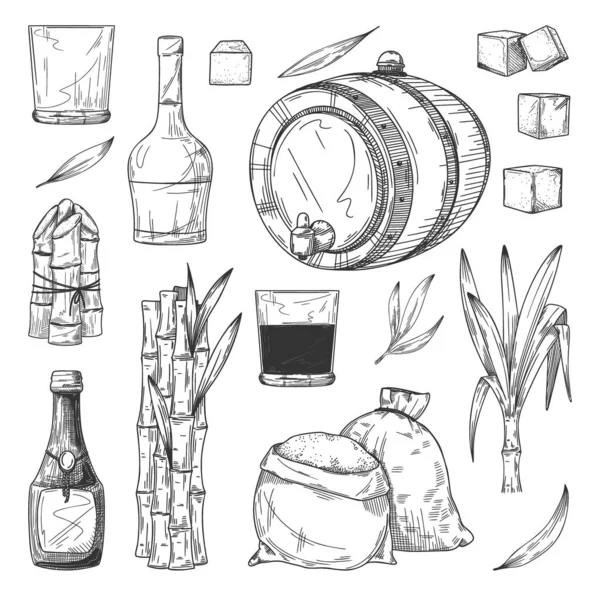 Zestaw produkcyjny rumu. Izolowana trzcina cukrowa lub trzcina cukrowa — Wektor stockowy