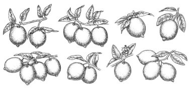  Tropikal limon ağacı dalı taslağı