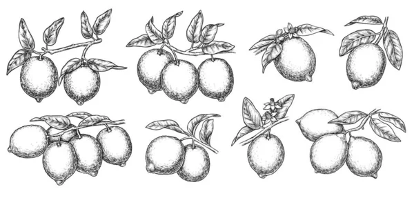 열 대의 레몬 과일나무 스케치 — 스톡 사진