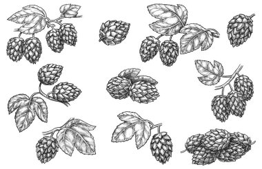 Bira, koni, yaprak el çizimi çizim seti.