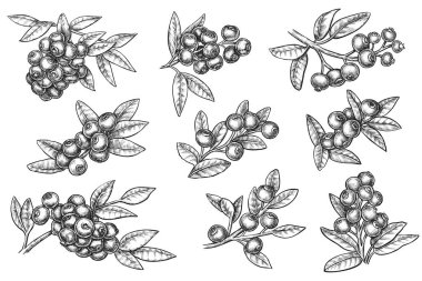  Yabanmersini hasadı el çizimi