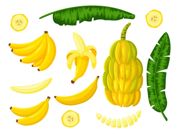 Banán strom tropické ovoce set izolované na bílém — Stock fotografie