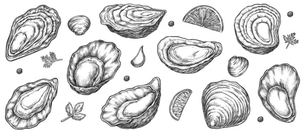 Sea oyster shell schizzo isolato impostato su bianco — Vettoriale Stock