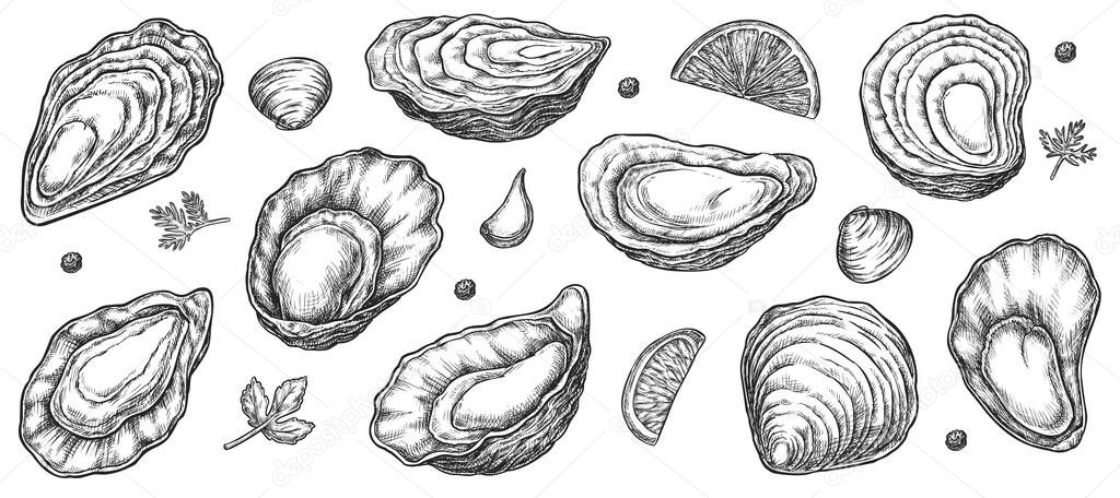 Sea oyster shell sketch isolated set on white