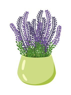 Saksıdaki kır çiçeği beyaz arka planda izole edilmiş.