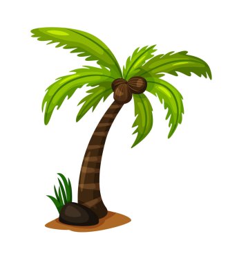 Eğimli hindistan cevizi palmiyesi beyaz arkaplanda izole