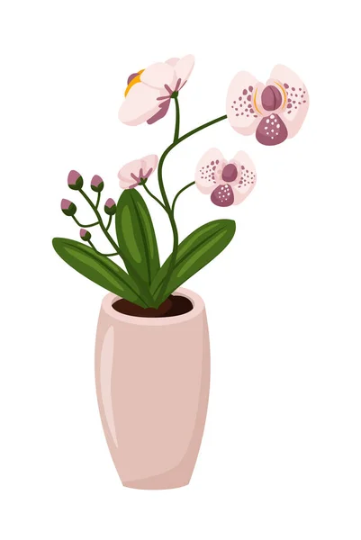 Orquídea florescente em vaso isolado no fundo branco — Vetor de Stock