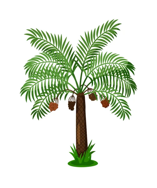 Palmy s ovocem pod listím izolované na bílém — Stockový vektor