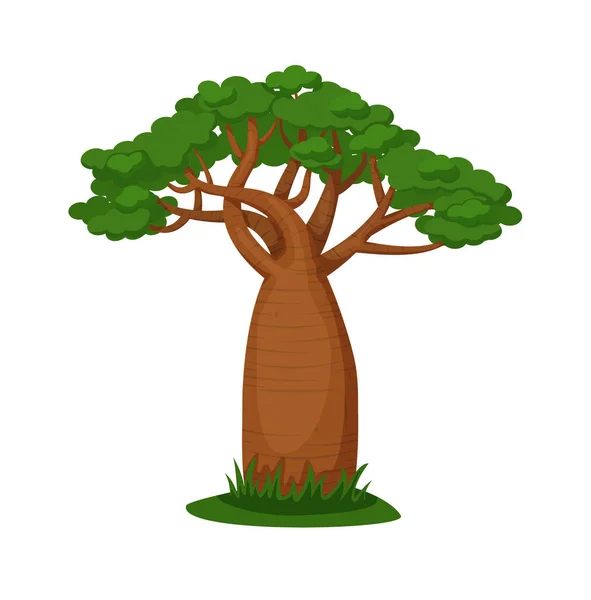 Grüner Baobab-Baum isoliert auf weißem Hintergrund — Stockvektor