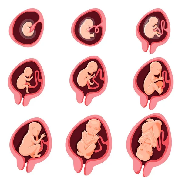 Desarrollo embrionario humano conjunto de etapas de nueve meses — Vector de stock