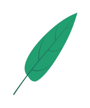 Beyaz arkaplanda körfez yaprağı baharatı izole