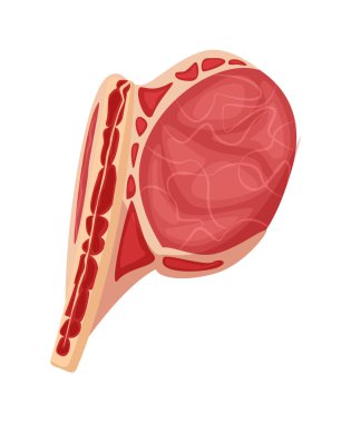 Beyaz arkaplanda çiğ kuzu pirzolası
