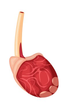 Beyaz arka planda pirzola kemiğinde taze et filetosu