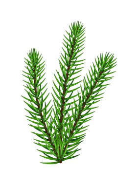 Beyaz arka planda daima yeşil köknar dalı izole