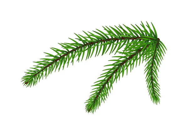 Kerst dennenboom tak geïsoleerd op witte achtergrond — Stockvector