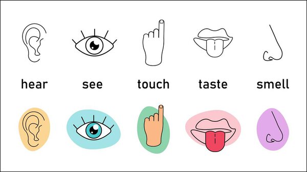 Five human sense organ isolated set on white