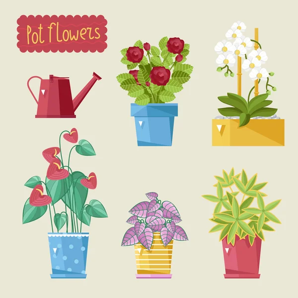 Hermosas plantas de casa . — Vector de stock