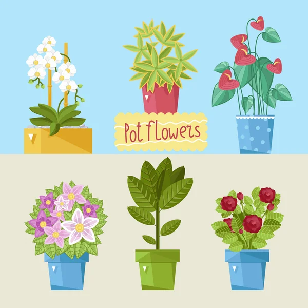 Hermosas plantas de casa . — Vector de stock