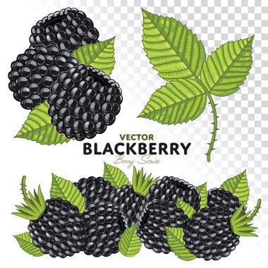 BlackBerry Set, vektör.