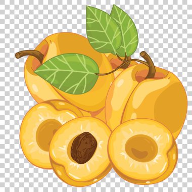 İzole, kayısı vektör.