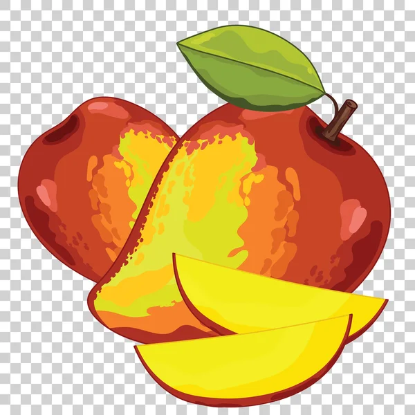 Mango Aislado, Vector . — Archivo Imágenes Vectoriales