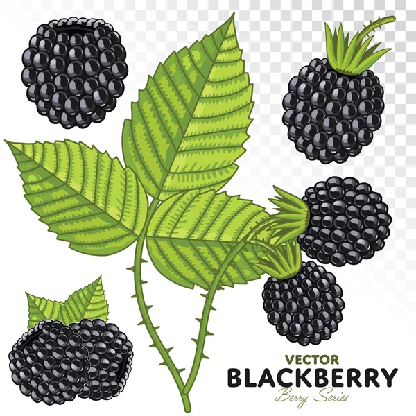 Набор Blackberry, вектор . — стоковый вектор