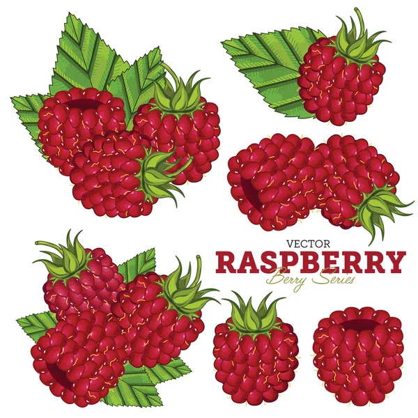 Raspberry Set, Vector. — Stock Vector