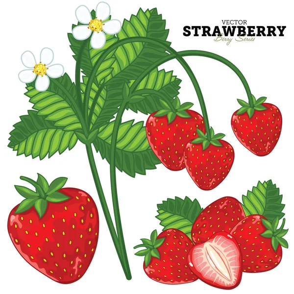 Strawberry Set, Vector. — Stock Vector