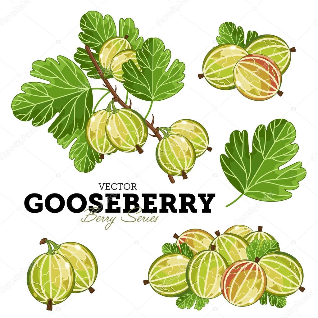 Gooseberry Set, Vector.