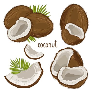 Coconut Isolated, Vector.