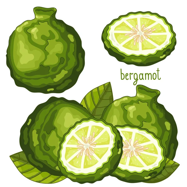 Bergamot geïsoleerd, Vector. — Stockvector