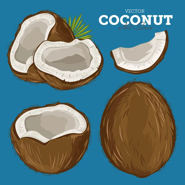 Coconut Isolated, Vector. — Stok Vektör