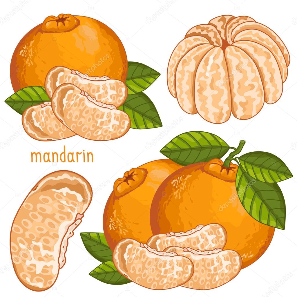 Mandarin Isolated, Vector.