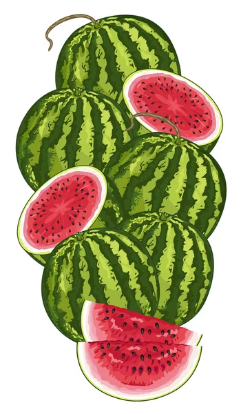 Watermelon isolated, Vector, composition. — Stock Vector