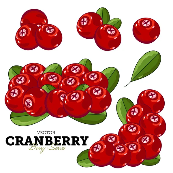 Cranberry with leaves on white background — Stock Vector