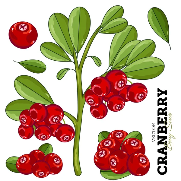 Cranberry com folhas no fundo branco — Vetor de Stock